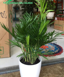 Cây Cau Tiểu Trâm lớn cao gần 1m