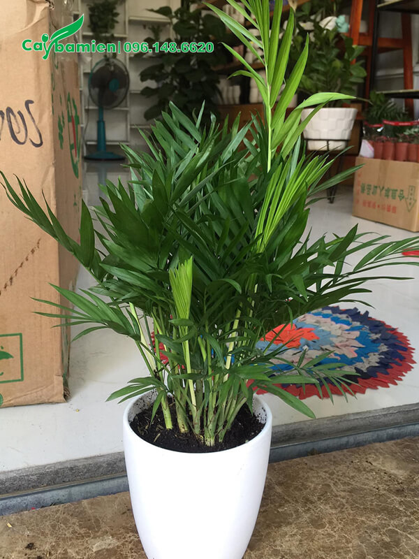 Cây Cau Tiểu Trâm lớn cao gần 1m