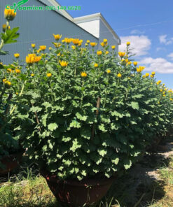 Mua cúc hoa vàng ngay tại vườn