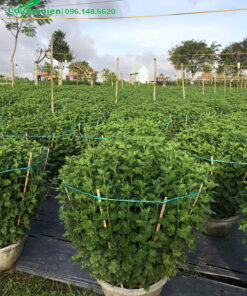 Vườn cây hoa cúc vàng đã trưởng thành