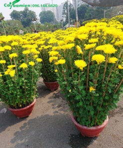 Cúc vàng cao 80cm, hoa vàng nở rực rỡ