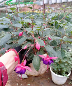 Chậu hoa Lồng Đèn tím, lá đài màu đỏ hồng