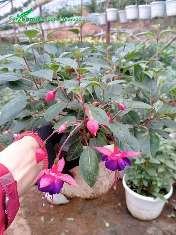 Chậu hoa Lồng Đèn tím, lá đài màu đỏ hồng