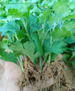 Cây giống nhỏ, chiều cao hơn 10cm, không sâu bệnh