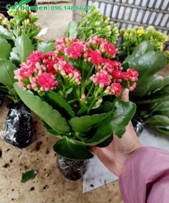 Mua cây trưởng thành, sẵn hoa về trồng