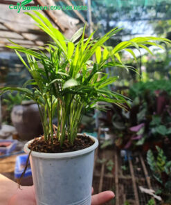 Cau Tiểu Trâm trồng trong chậu nhựa trắng