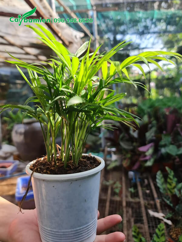 Cau Tiểu Trâm trồng trong chậu nhựa trắng