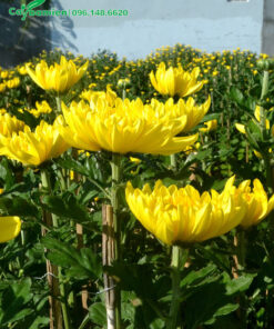 Bông hoa cúc vàng nở đẹp, đường kính bông 8 - 10cm