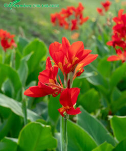 Sắc hoa Dong Riềng đỏ