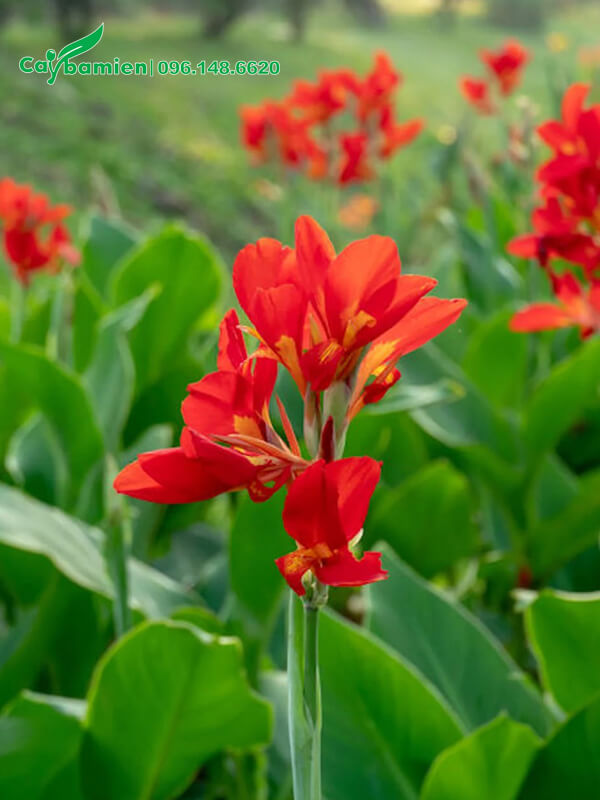 Sắc hoa Dong Riềng đỏ