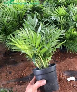 Cau Tiểu Trâm mini cao 20cm