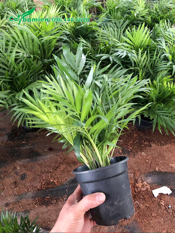 Cau Tiểu Trâm mini cao 20cm