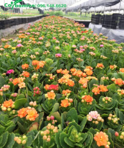 Luống hoa Sống Đời đủ mọi màu sắc: đỏ, cam, hồng, tím