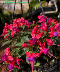 Vẻ đẹp cây Lồng Đèn cảnh