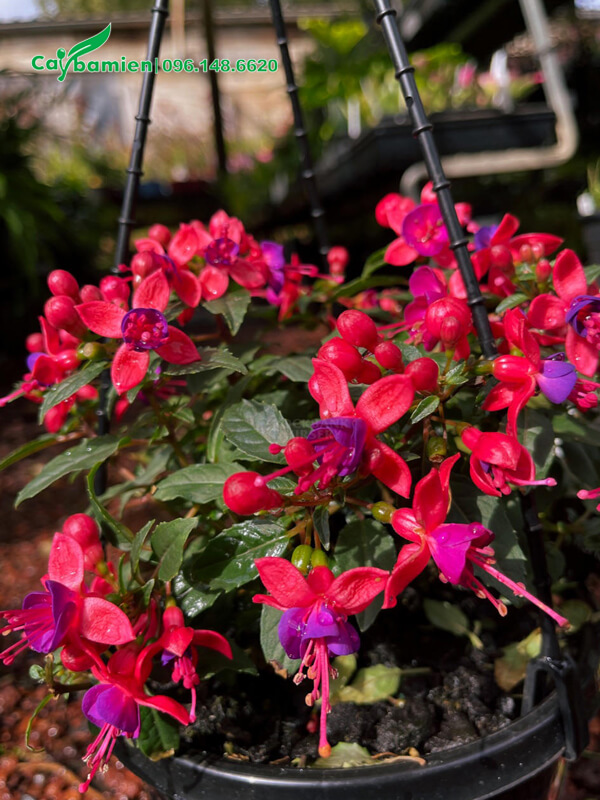 Vẻ đẹp cây Lồng Đèn cảnh