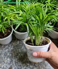 Chậu cây giống cau Tiểu Trâm cao 30cm