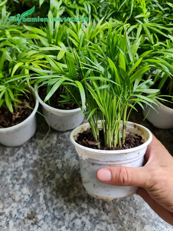 Chậu cây giống cau Tiểu Trâm cao 30cm