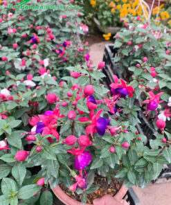 Chọn cây hoa Lồng Đèn tại nhà vườn