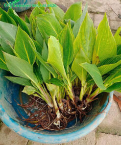 Cây giống hoa Dong Riềng mới nhỏ từ vườn ươm