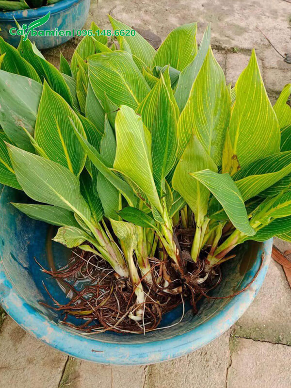 Cây giống hoa Dong Riềng mới nhỏ từ vườn ươm