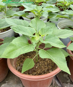 Chậu Hướng Dương giống. chiều cao 25cm