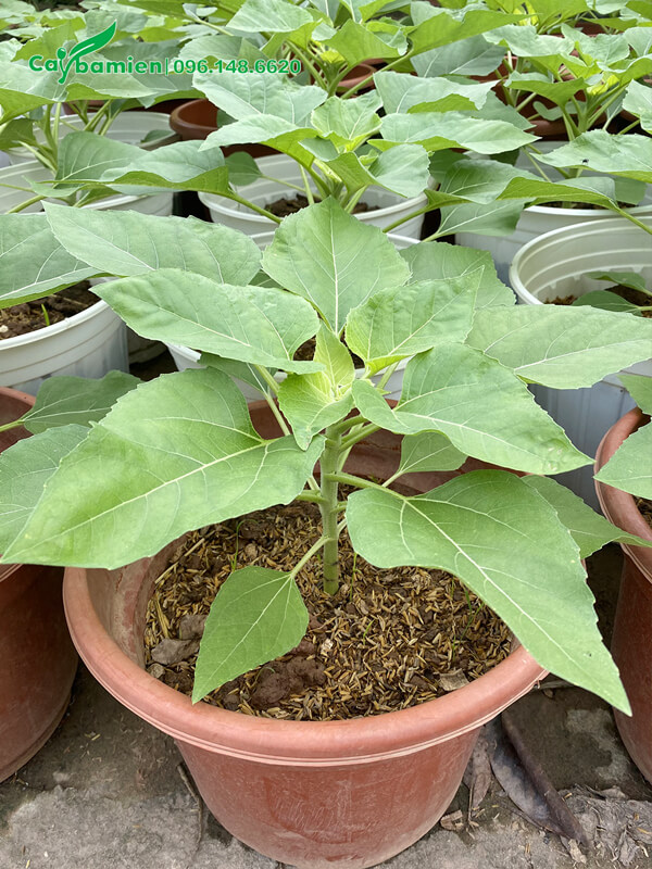 Chậu Hướng Dương giống. chiều cao 25cm