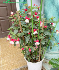 Chậu Lồng Đèn cảnh cao 1m