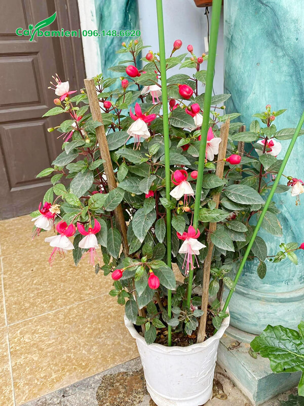 Chậu Lồng Đèn cảnh cao 1m