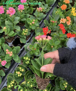 Cây hoa Sống Đời giống cao 10cm, đã bắt đầu cho hoa