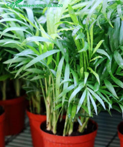 Khóm cau Tiểu Trâu đẹp, xanh tốt, dọn sạch cành lá khô