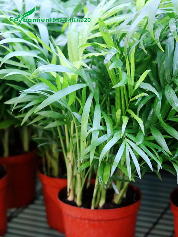 Khóm cau Tiểu Trâu đẹp, xanh tốt, dọn sạch cành lá khô