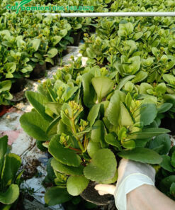 Vườn dưỡng số lượng lớn cây Sống Đời trưởng thành