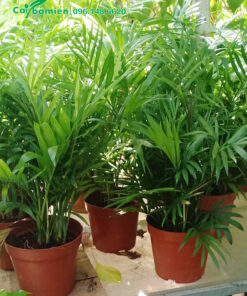 Mỗi chậu trồng một khóm khoảng 7 - 10 cây cau Tiểu Trâm