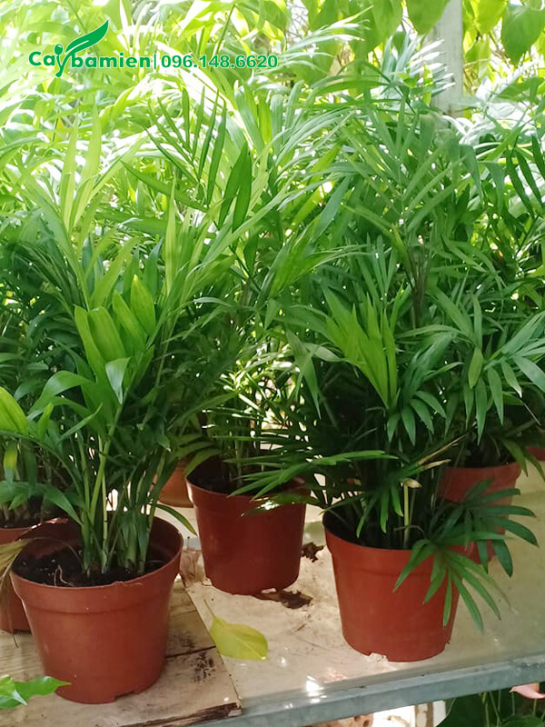 Mỗi chậu trồng một khóm khoảng 7 - 10 cây cau Tiểu Trâm