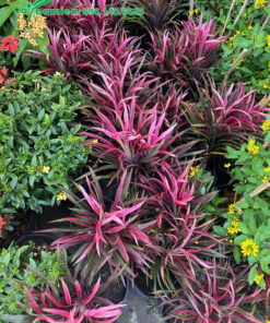 Cây có kích thước đồng đều, tán lá xòe đẹp, màu sắc đậm nổi bật