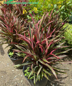 Cây Ánh Dương có tán á vừa phải, khi trang trí không lo vướng hay rậm rạp