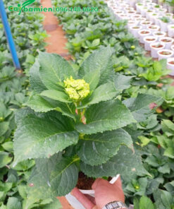 Chậu cây Cẩu Tú Cầu có 1 thân chính, nụ đang ra ở đỉnh cây