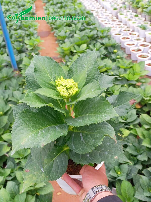 Chậu cây Cẩu Tú Cầu có 1 thân chính, nụ đang ra ở đỉnh cây