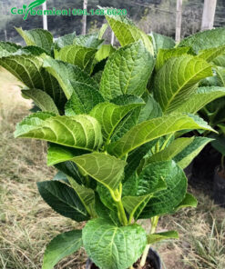 Cây có tán lá xanh tốt, những đường gân nổi rõ ở mặt dưới của lá