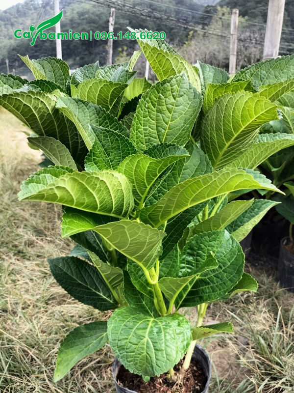 Cây có tán lá xanh tốt, những đường gân nổi rõ ở mặt dưới của lá