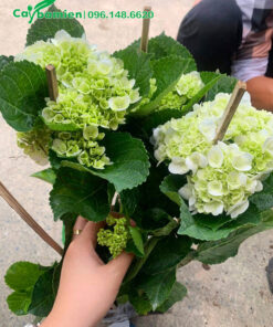 Cây Cẩm Tú Cầu hoa trắng xanh bán với giá rẻ