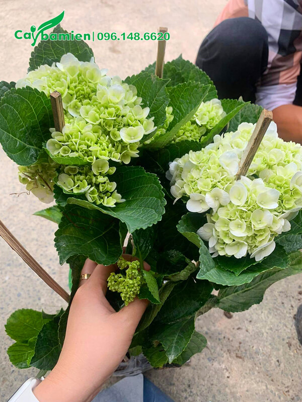 Cây Cẩm Tú Cầu hoa trắng xanh bán với giá rẻ