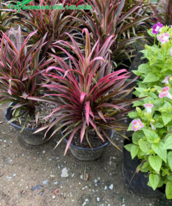 Những chậu cây kiểng Hồng Phát Tài vẫn còn nguyên bầu, được chăm sóc tại vườn