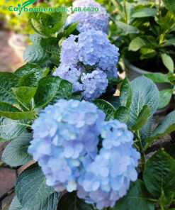 Cây hoa Cẩm Tú Cầu màu xanh, đường kính hoa khoảng 20cm