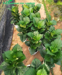 Bán cây trồng sẵn trong chậu nhựa, chiều cao khoảng 40cm