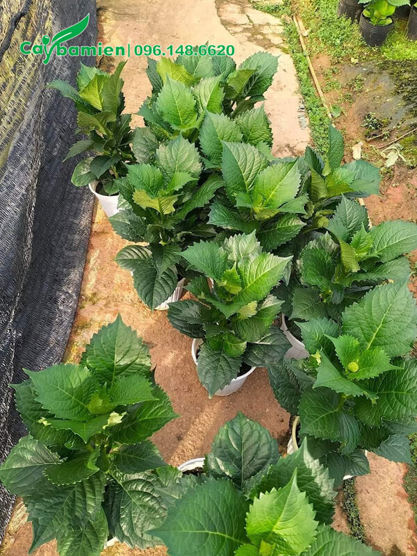 Bán cây trồng sẵn trong chậu nhựa, chiều cao khoảng 40cm