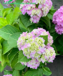 Hoa Cẩm Tú Cầu 2 màu trắng và hồng đan xen