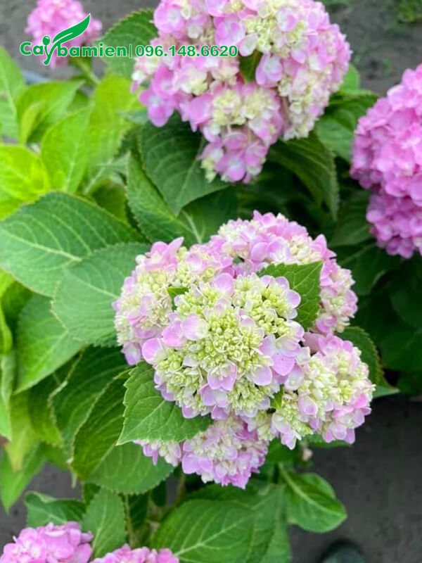 Hoa Cẩm Tú Cầu 2 màu trắng và hồng đan xen