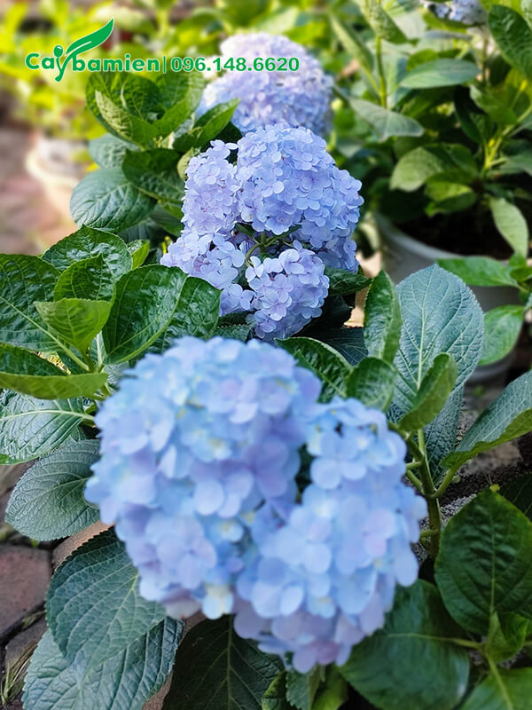 Cây hoa Cẩm Tú Cầu màu xanh, đường kính hoa khoảng 20cm