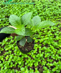 Cây giống đã có 3 tầng lá thật